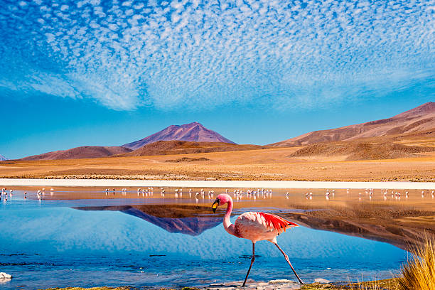  Salar de Uyuni