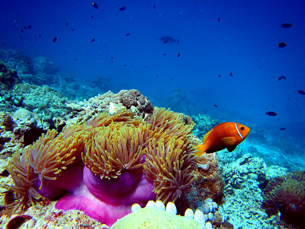 Great Barrier Reef