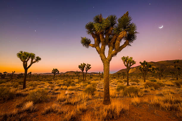  Joshua Tree National Park