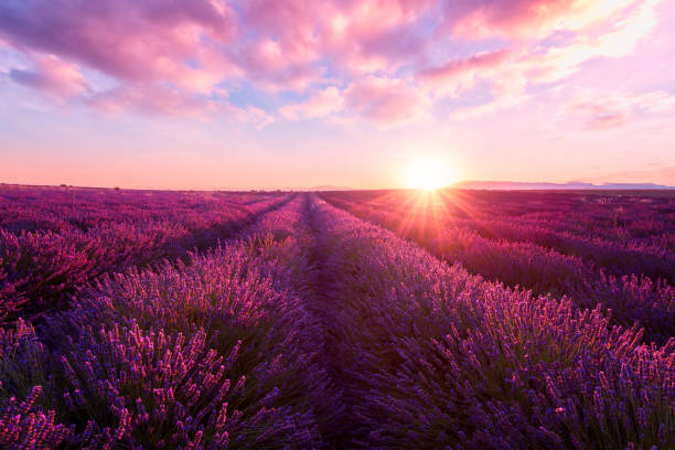 Lavender Fields