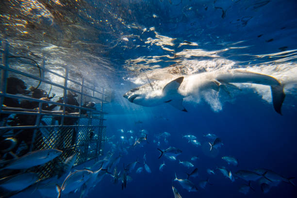 Shark Cage Diving