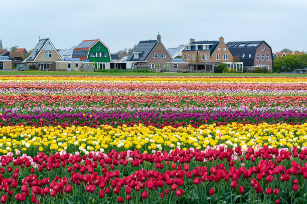 Tulip Fields