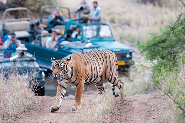 wildlife safari