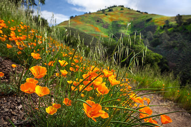  Santa Barbara