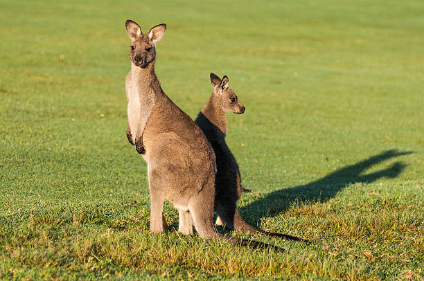 australia solo trips